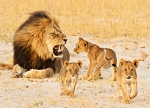 Cecil with Cubs 1
